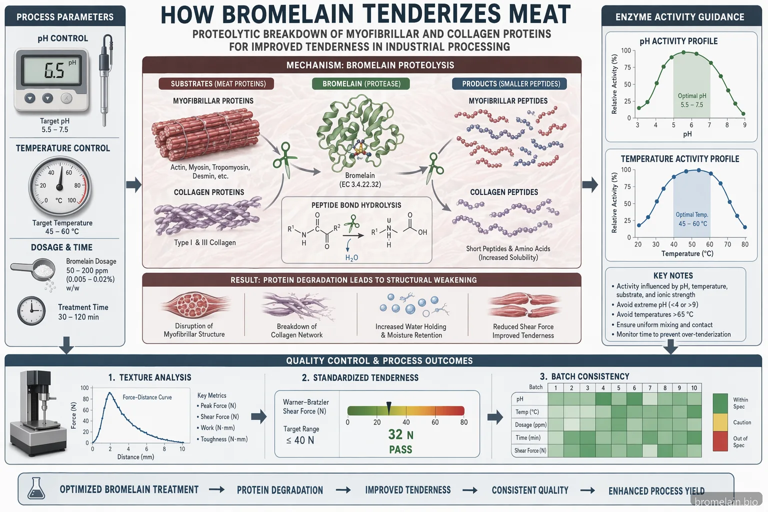 دليل مورد bromelain لتطرية اللحم، مخطط pH-الحرارة-الجرعة يربط تحلل البروتين بفحوصات ضبط الجودة